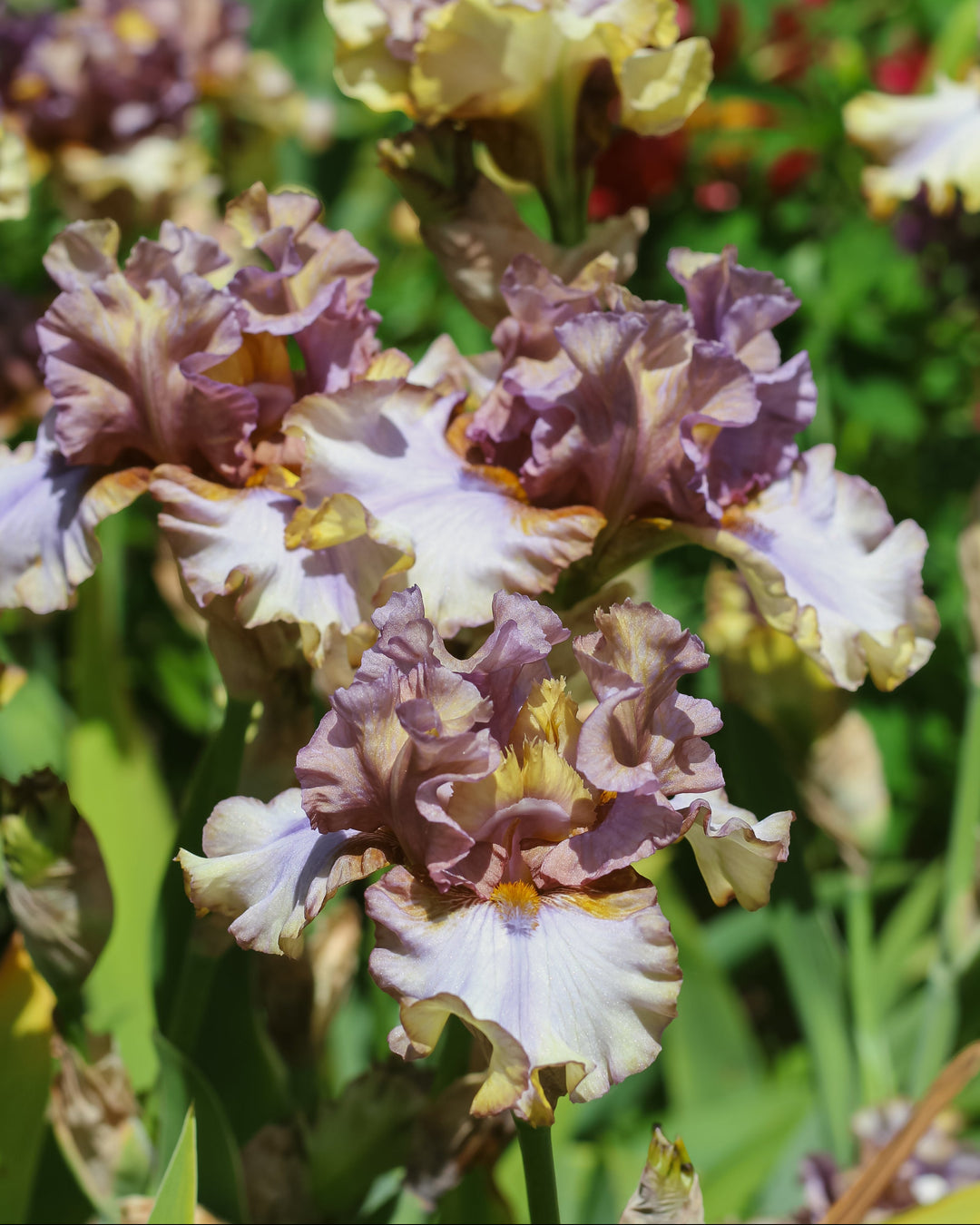 Express Yourself | Tall Bearded Iris – Schreiner's Gardens