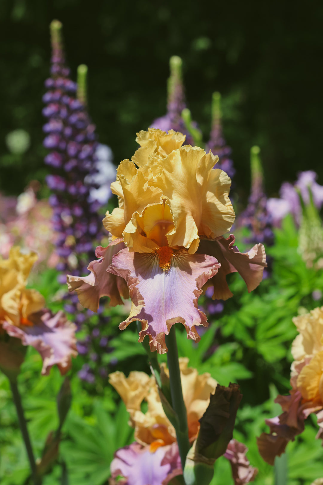 Dollface | Tall Bearded Iris – Schreiner's Gardens