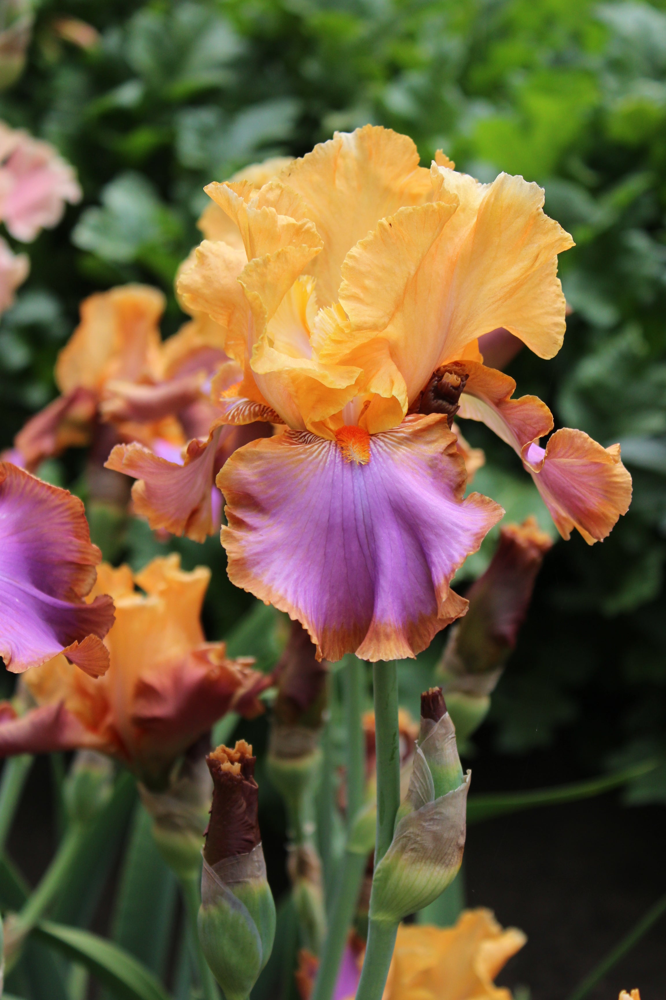 Grand Canyon Sunset | Tall Bearded Iris – Schreiner's Gardens