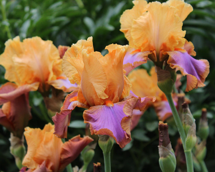 Grand Canyon Sunset | Tall Bearded Iris – Schreiner's Gardens