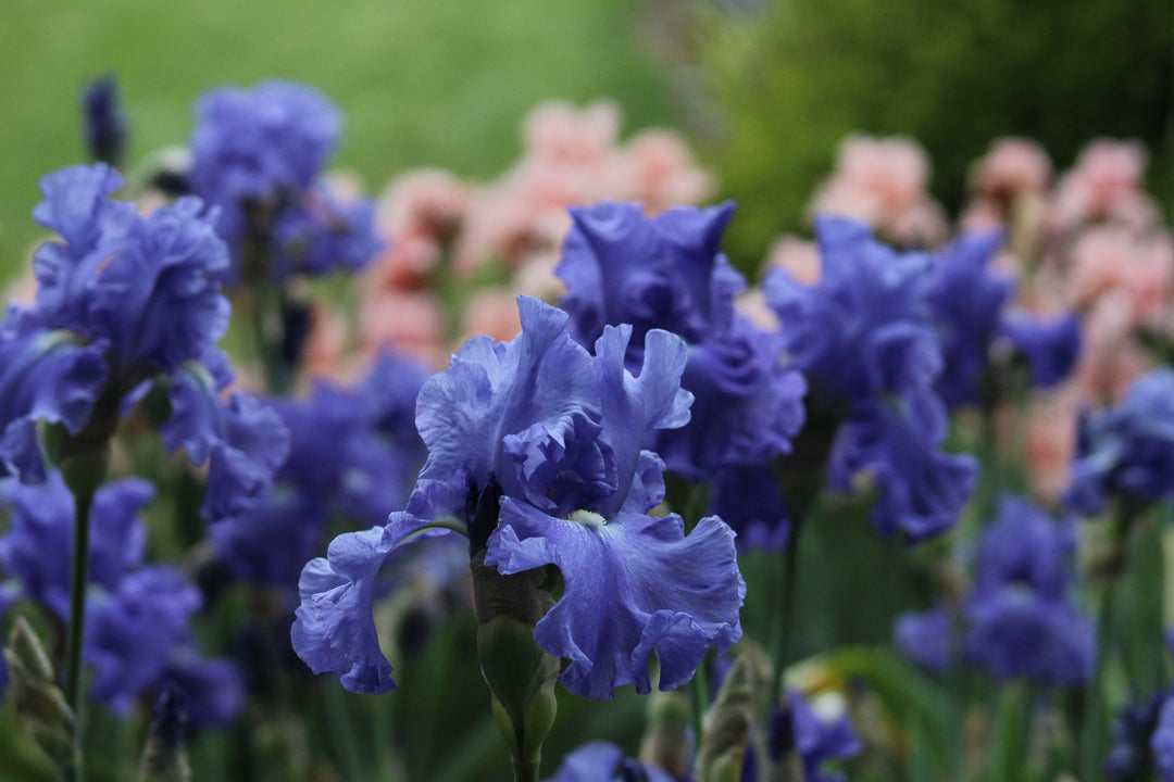 Elegance In Blue | Tall Bearded Iris – Schreiner's Gardens