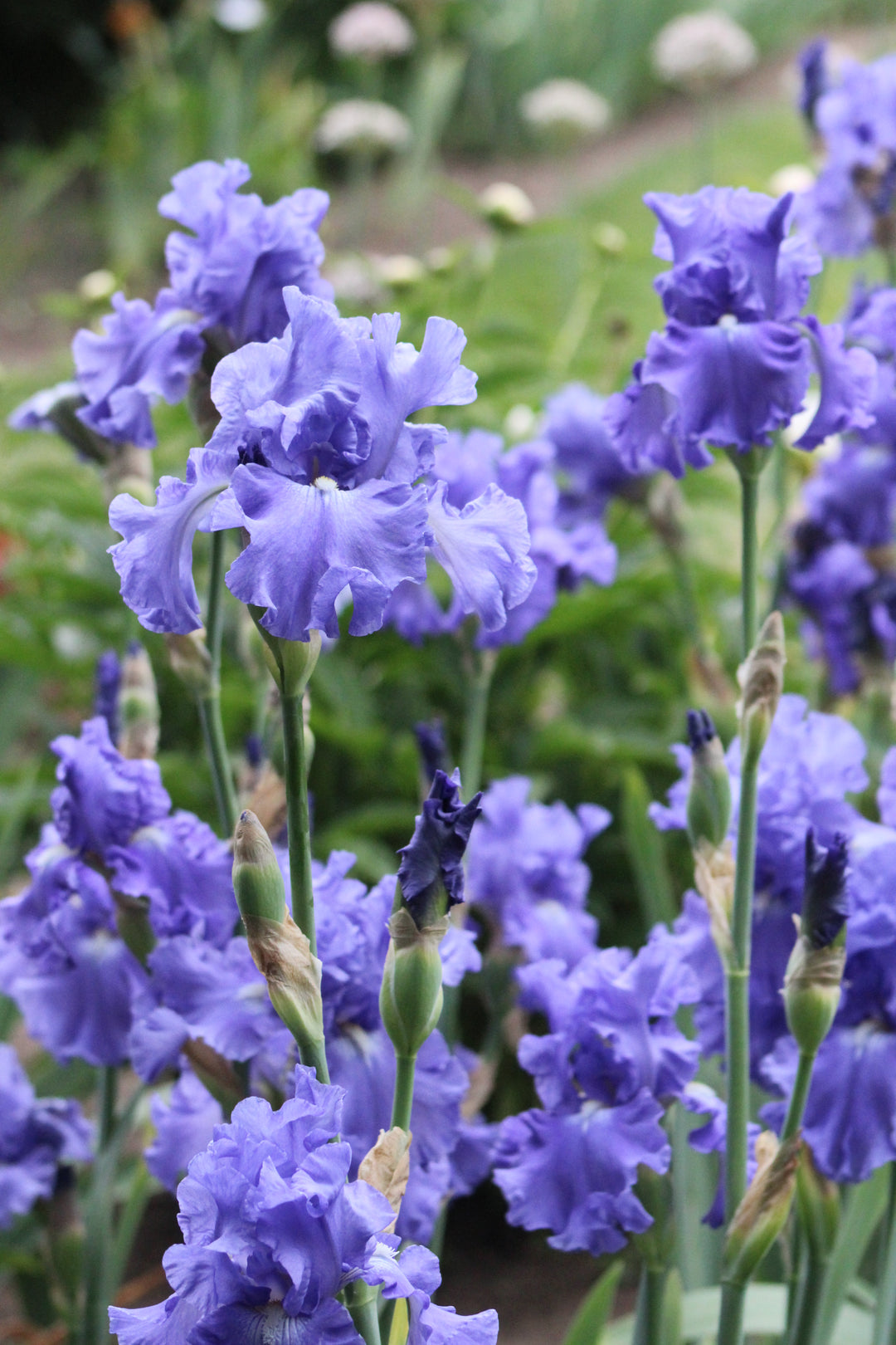 Elegance In Blue | Tall Bearded Iris – Schreiner's Gardens