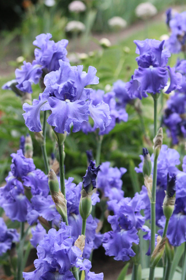 IMG_2737_EleganceInBlue_720x.