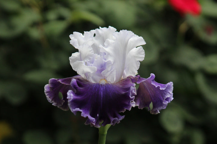 Feel The Thunder | Tall Bearded Iris – Schreiner's Gardens