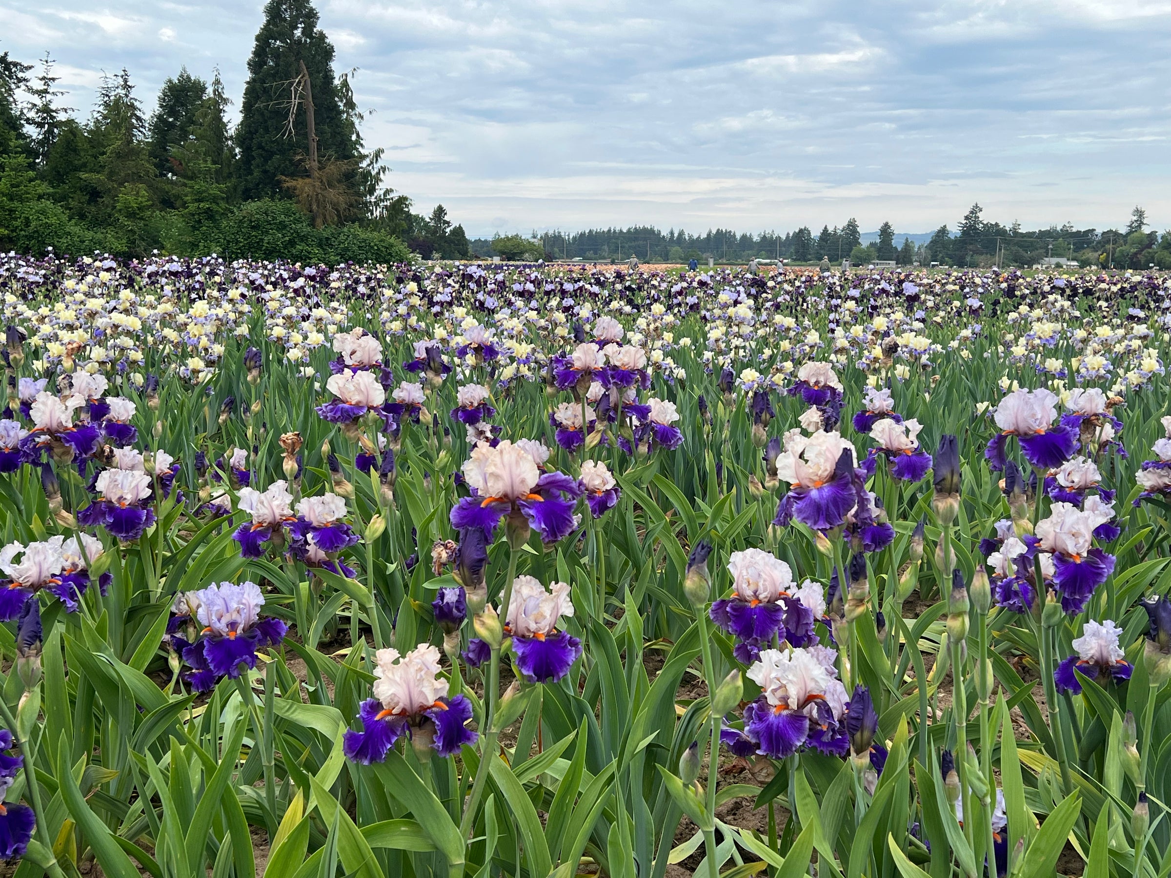 IMG_2829_1 - Schreiner's Gardens