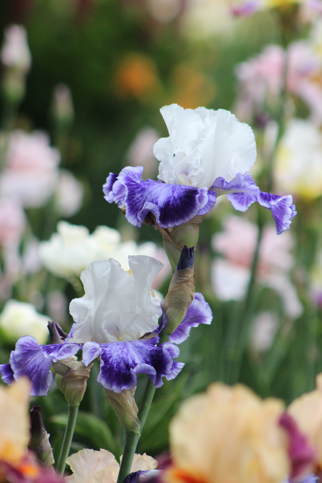 Tillamook Bay | Tall Bearded Iris – Schreiner's Gardens