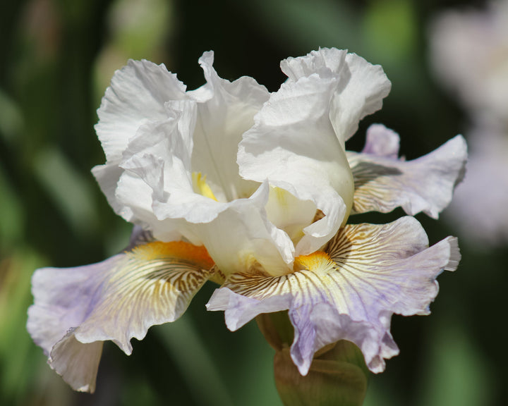 Ciel Gris Sur Poilly | Tall Bearded Iris – Schreiner's Gardens