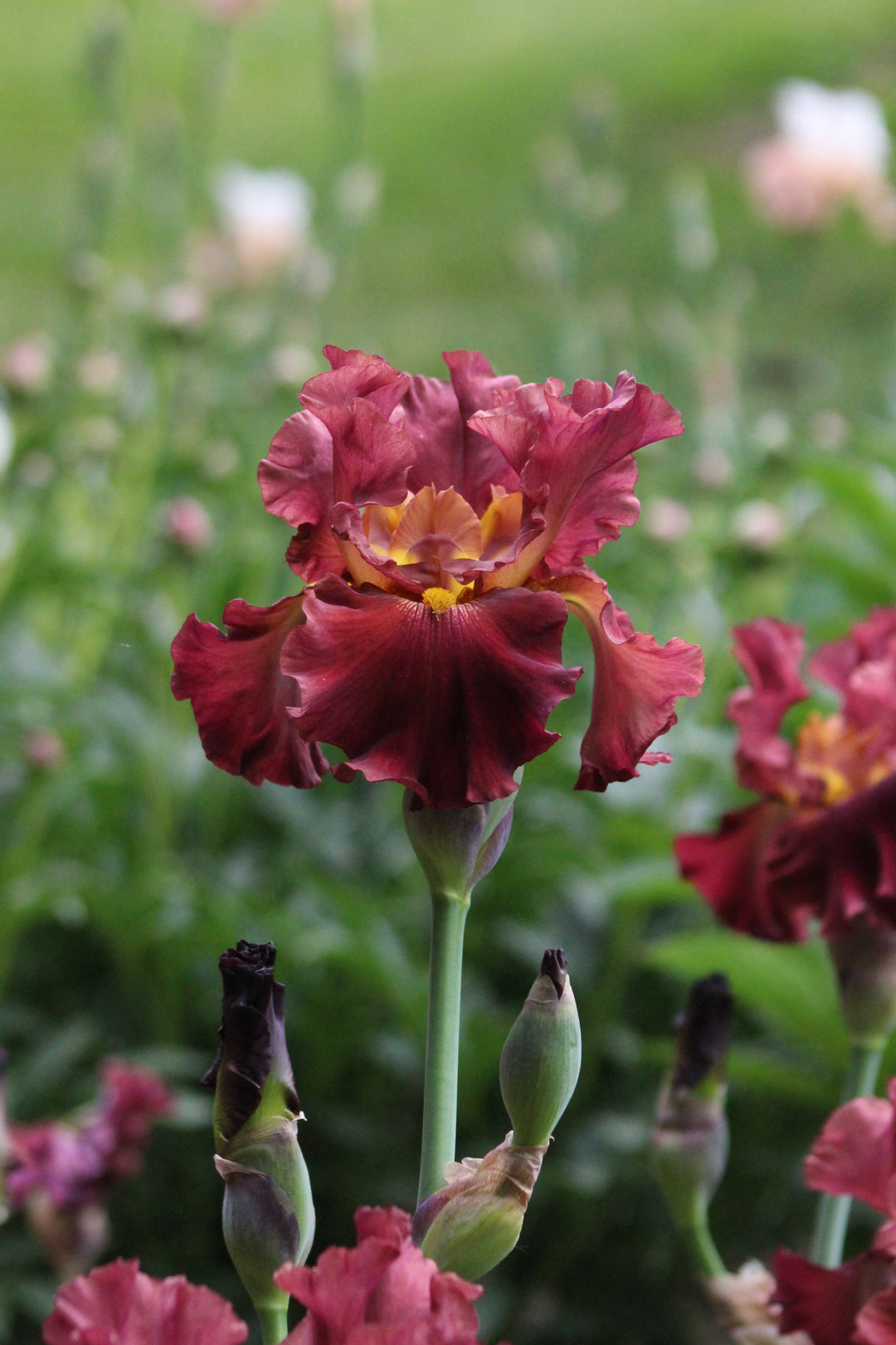 Rip City | Tall Bearded Iris – Schreiner's Gardens
