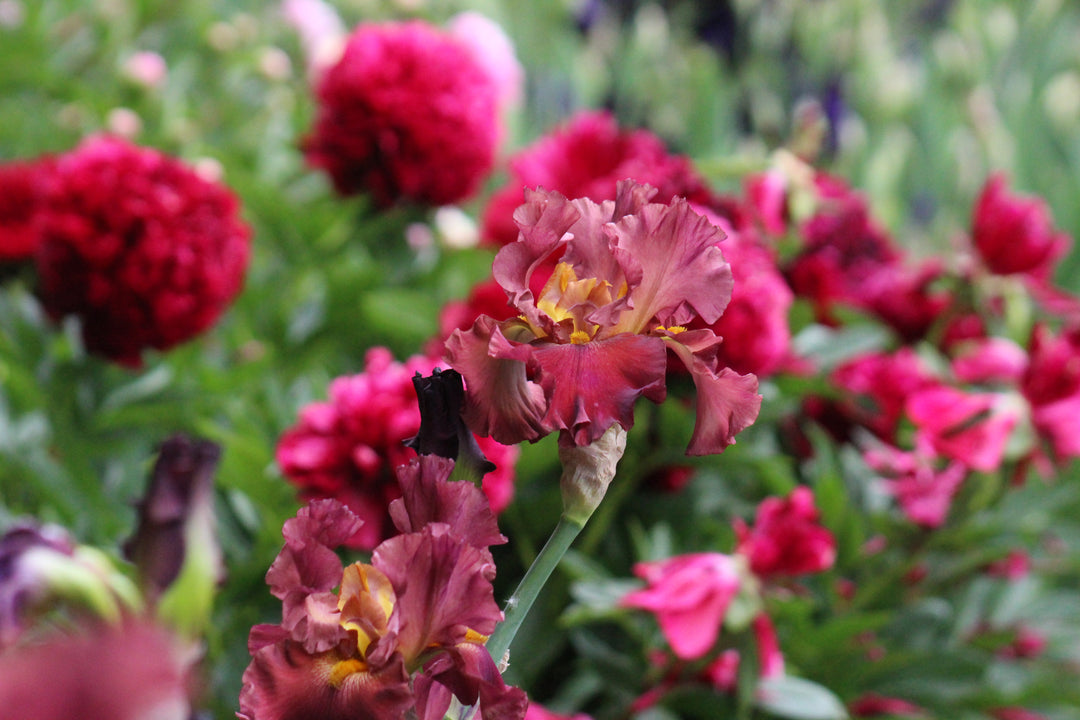 Rip City | Tall Bearded Iris – Schreiner's Gardens