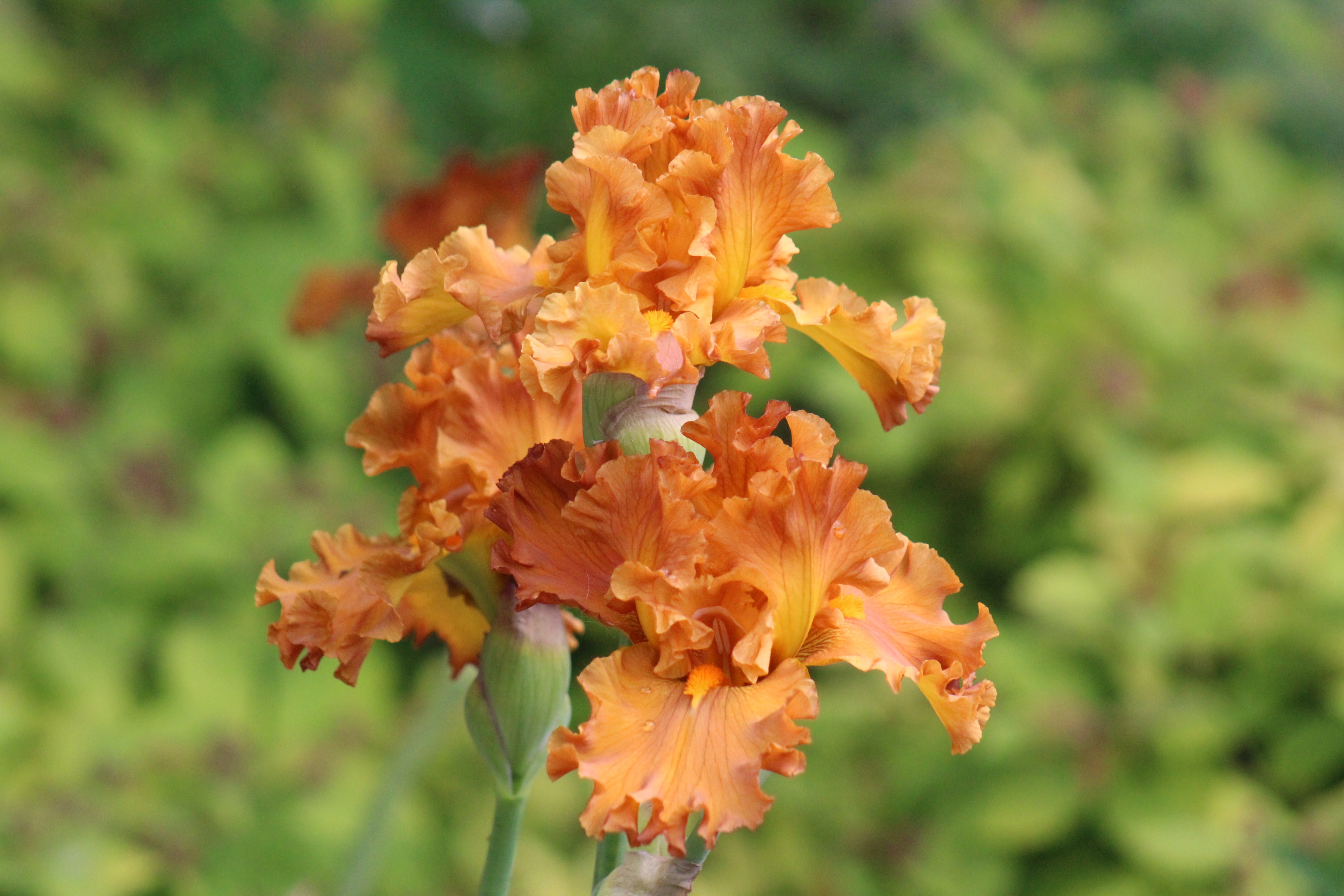 Golden Panther | Tall Bearded Iris – Schreiner's Gardens
