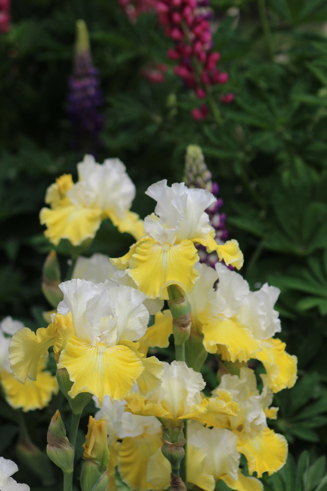 Lemon Cloud | Tall Bearded Iris – Schreiner's Gardens