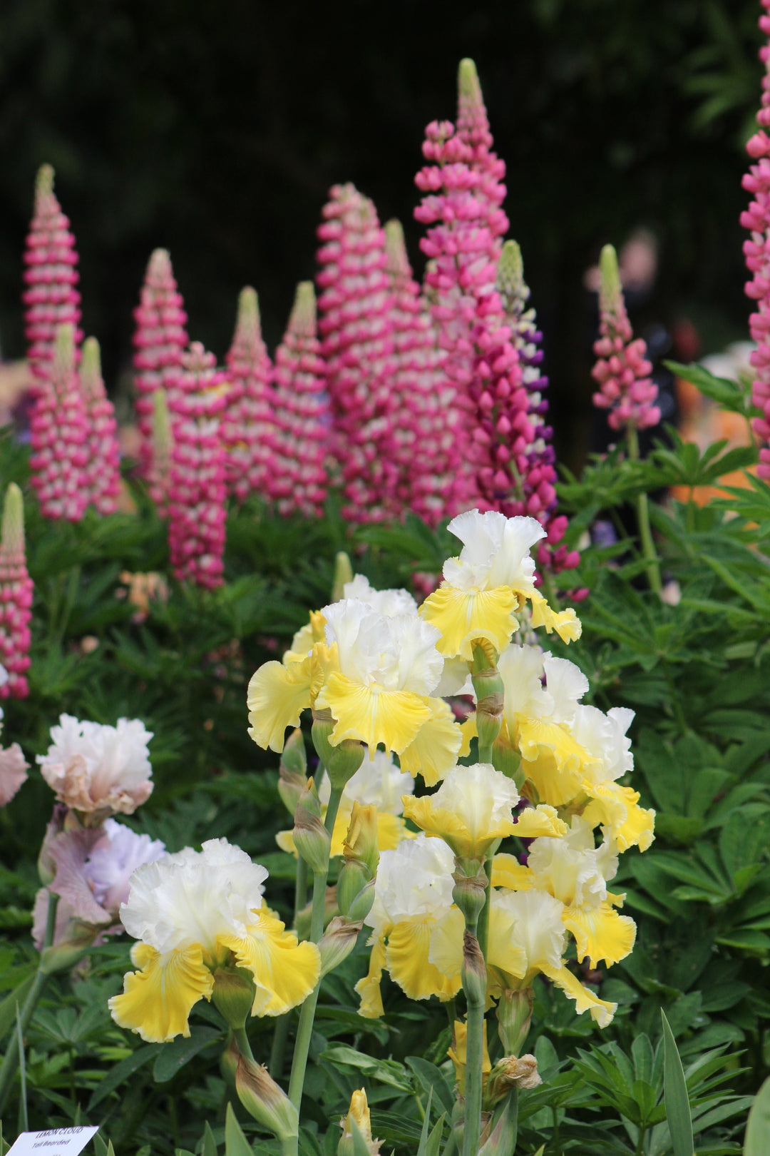 フラワー・ガーデニング lemon Lemon Cloud | Tall Bearded Iris – Schreiner's Gardens