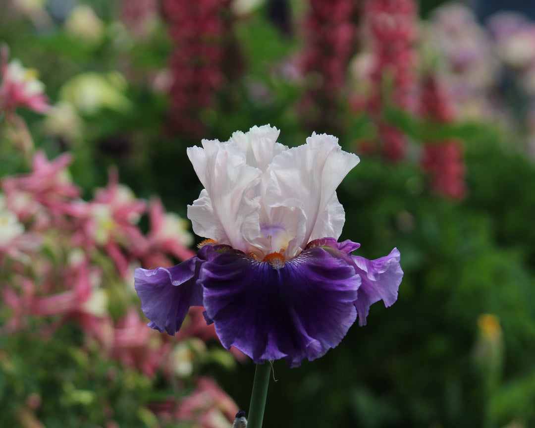 Aello | Tall Bearded Iris – Schreiner's Gardens