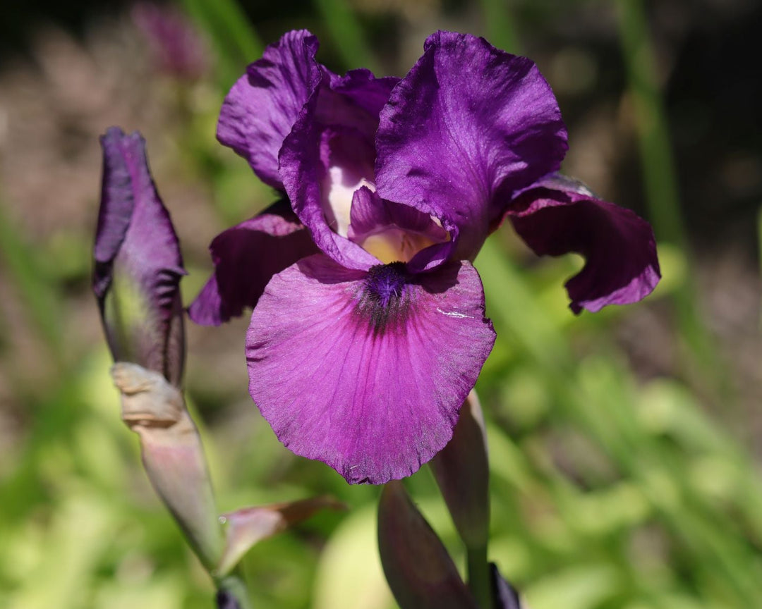 Parable | Intermediate Bearded Iris – Schreiner's Gardens