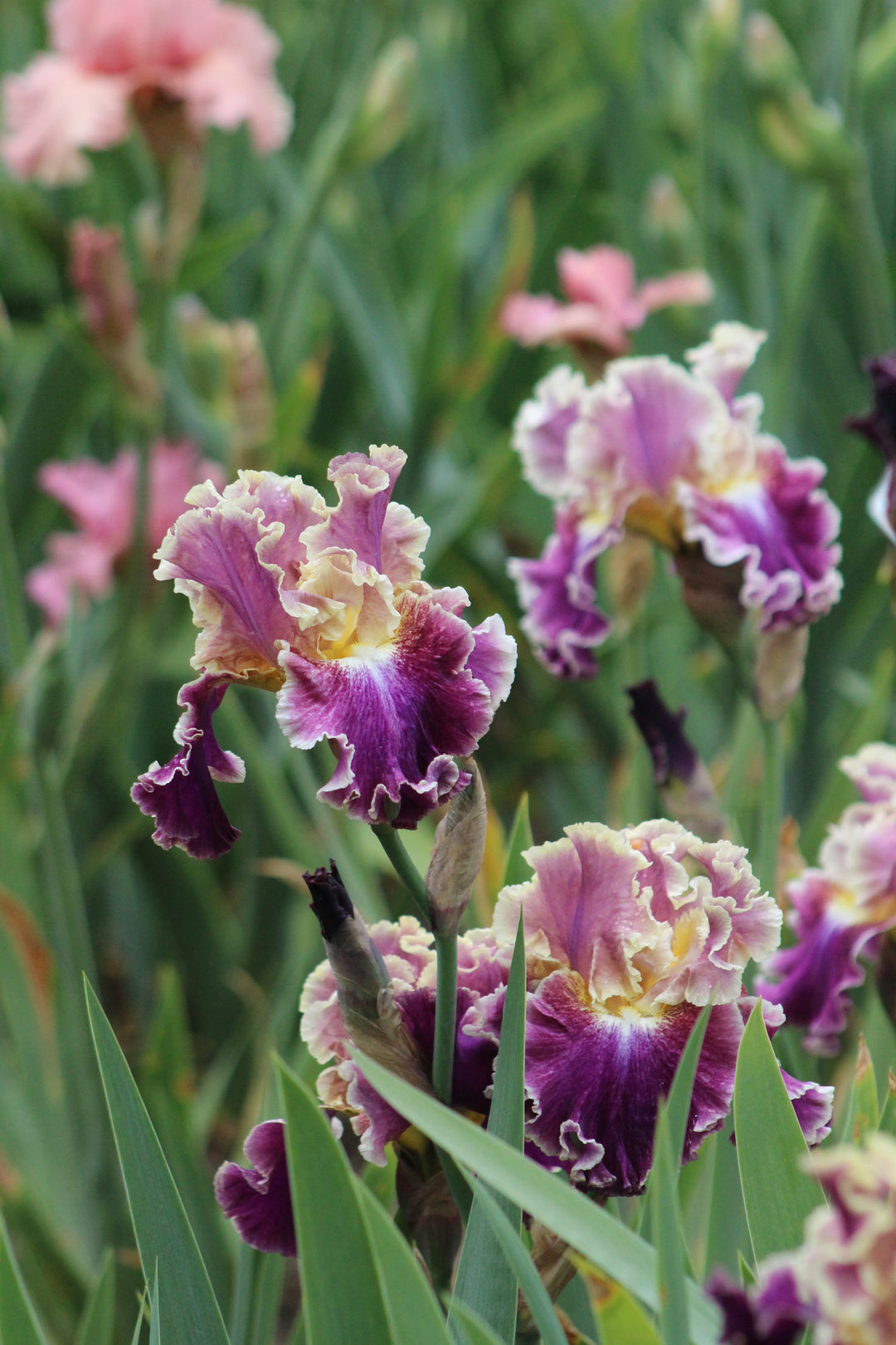 Montmartre | Tall Bearded Iris – Schreiner's Gardens