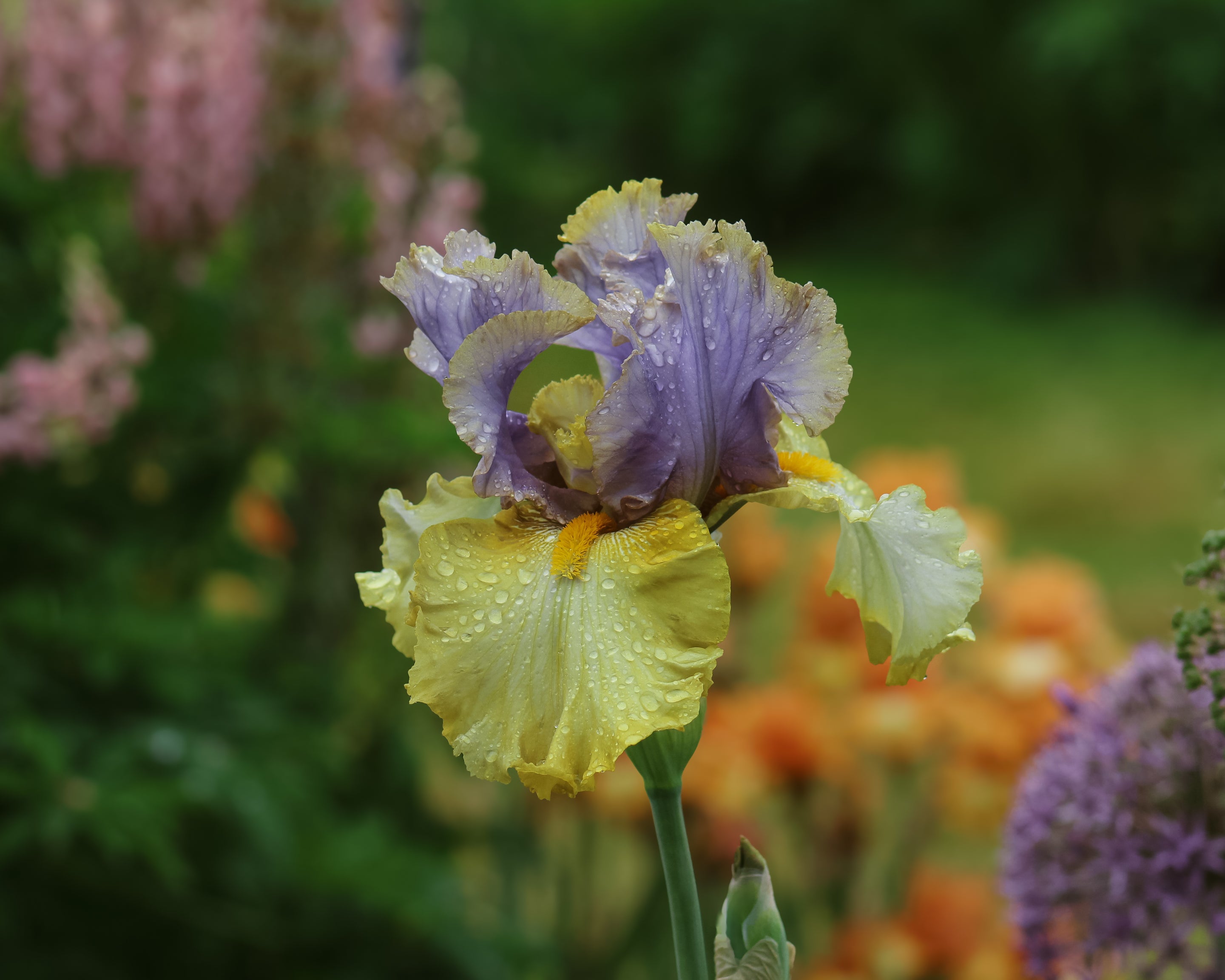 étincelle様　③オレンジ　緑　紫　おてて横 Let Evening Come | Tall Bearded Iris – Schreiner's Gardens