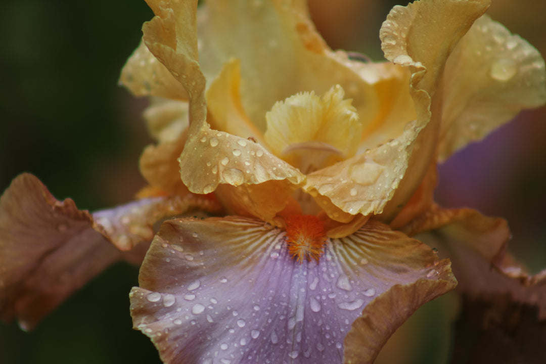 Grand Canyon Sunset | Tall Bearded Iris – Schreiner's Gardens