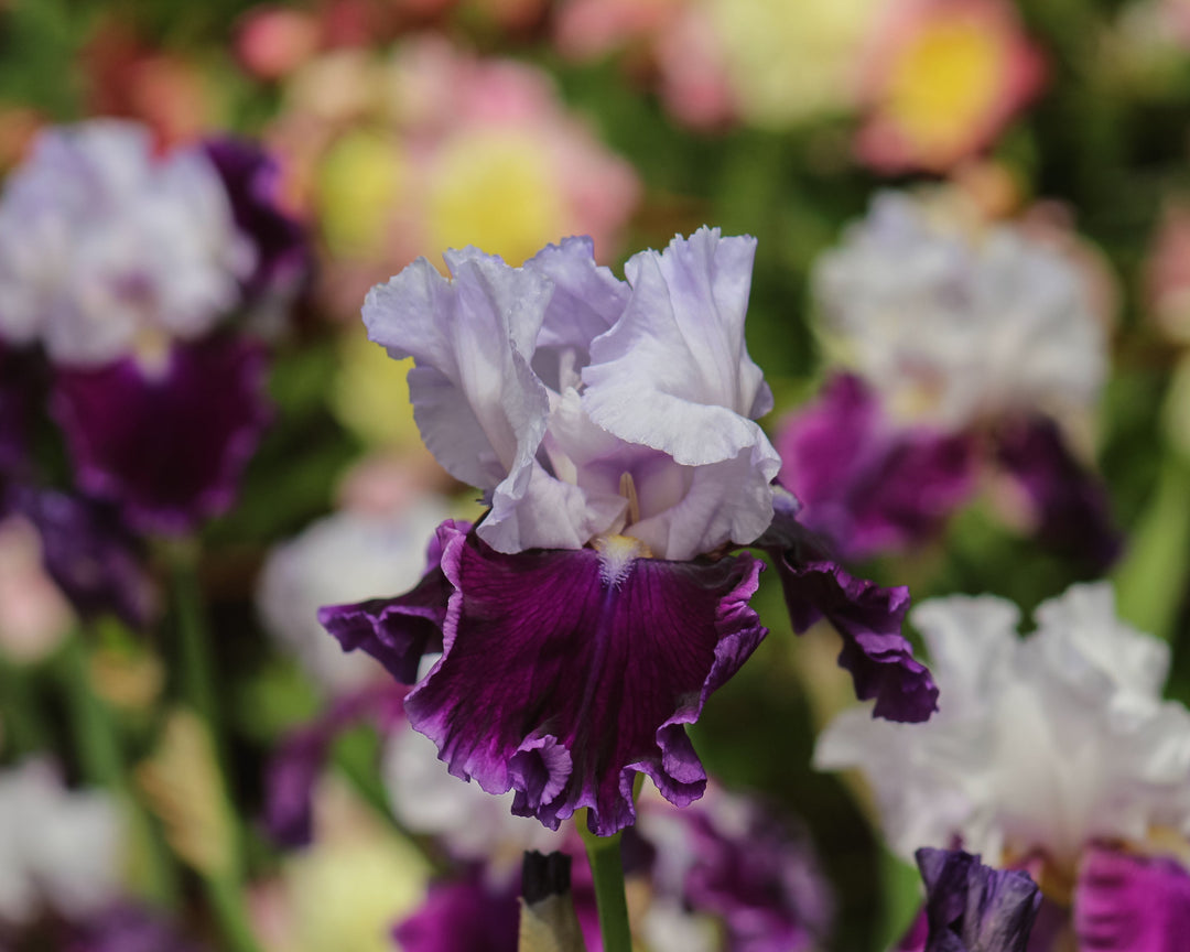 Russian River | Tall Bearded Iris – Schreiner's Gardens