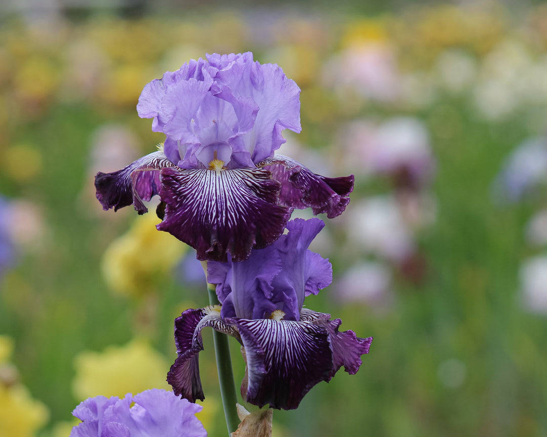 Jawbone Flats | Tall Bearded Iris – Schreiner's Gardens