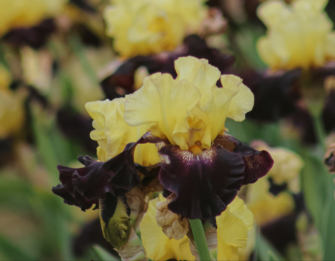 Juggernaut | Tall Bearded Iris – Schreiner's Gardens