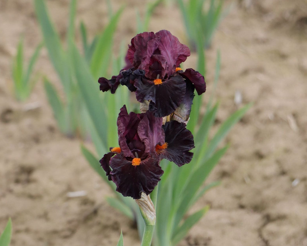 Jump Start | Intermediate Bearded Iris – Schreiner's Gardens