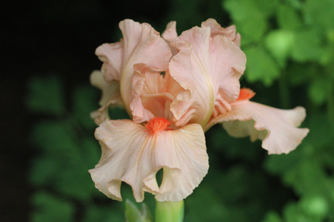Portland Pink | Dwarf Bearded Iris – Schreiner's Gardens