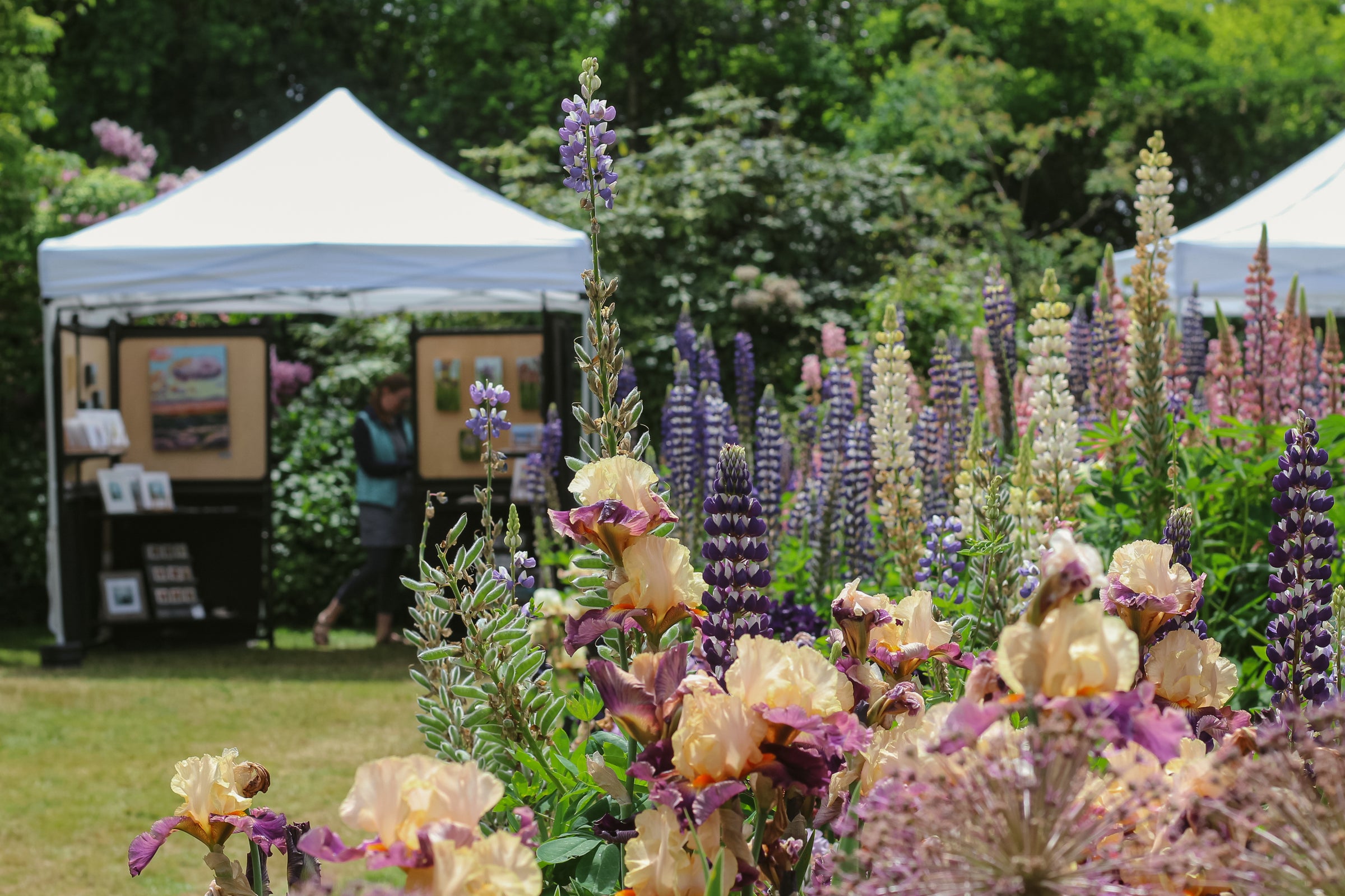 Colorful lupines and irises bloom in the foreground, with two white tents displaying artwork in the background amid lush greenery at an outdoor garden art fair.