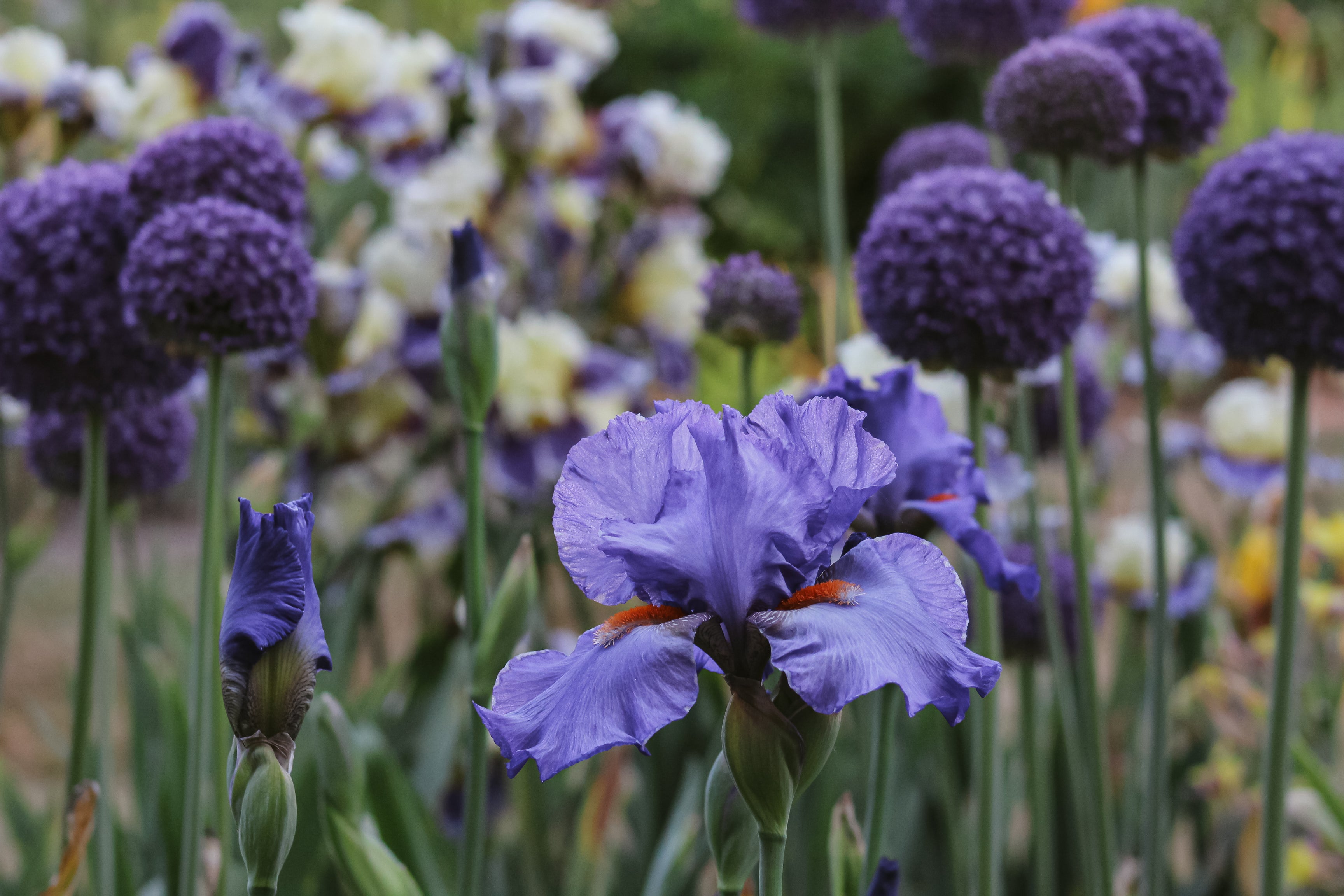 Hole In One | Tall Bearded Iris – Schreiner's Gardens