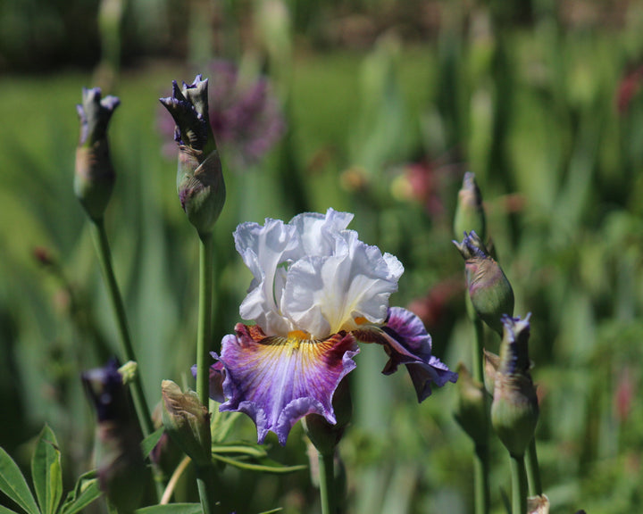 Get Back | Tall Bearded Iris – Schreiner's Gardens