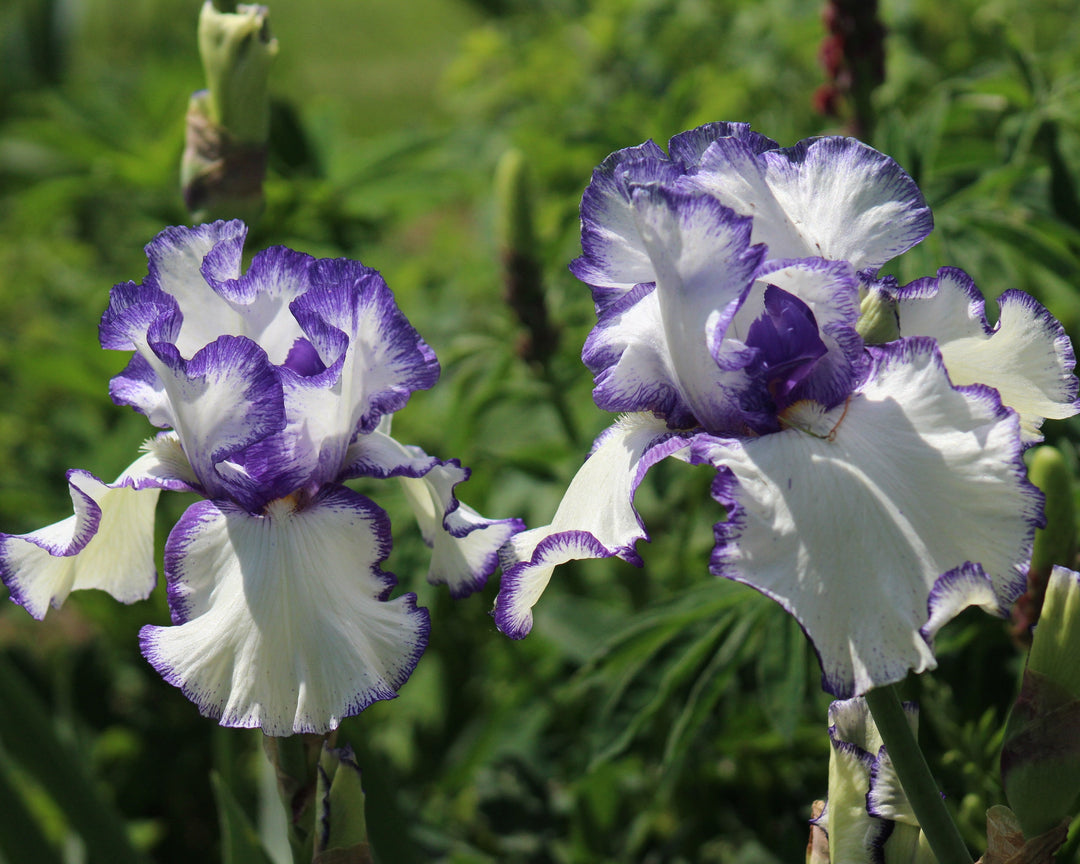 Presby's Crown Jewel | Tall Bearded Iris – Schreiner's Gardens