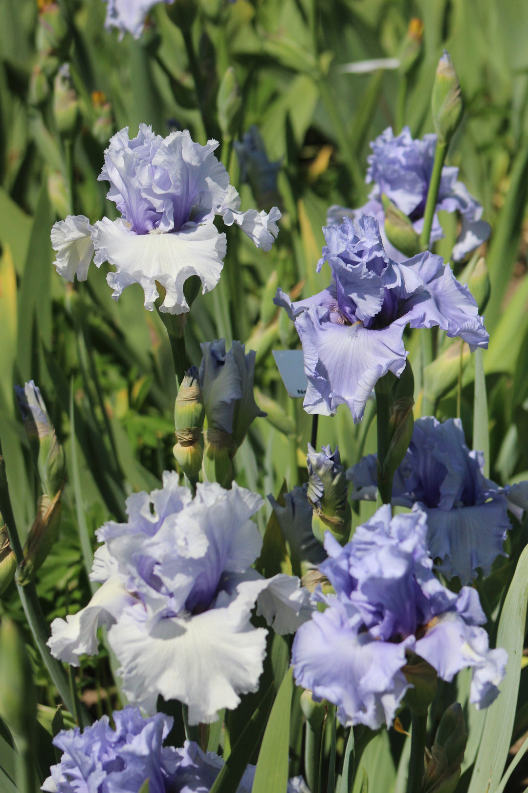 Cafe Bleu | Tall Bearded Iris – Schreiner's Gardens
