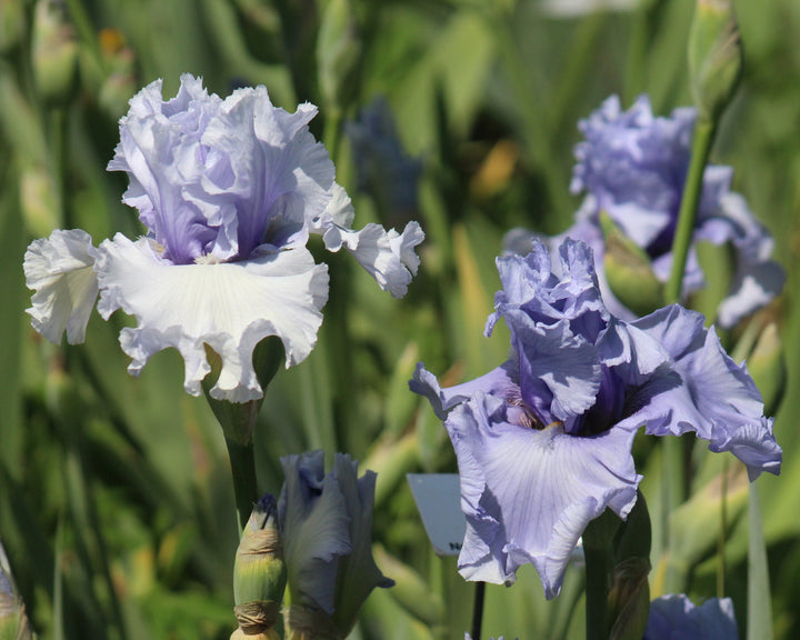 Cafe Bleu | Tall Bearded Iris – Schreiner's Gardens