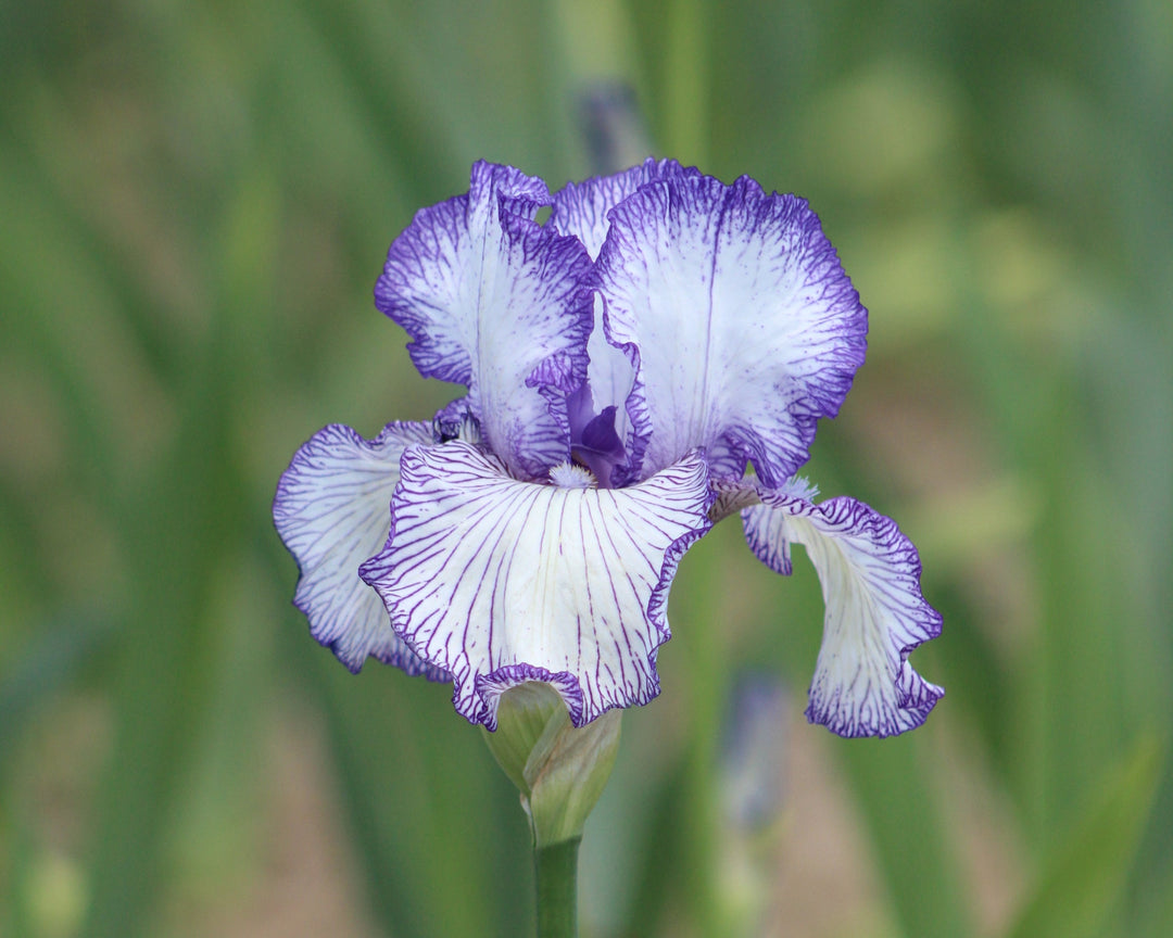 Autumn Circus | Tall Bearded Iris – Schreiner's Gardens