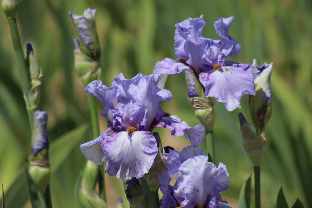 Elainealope | Tall Bearded Iris – Schreiner's Gardens