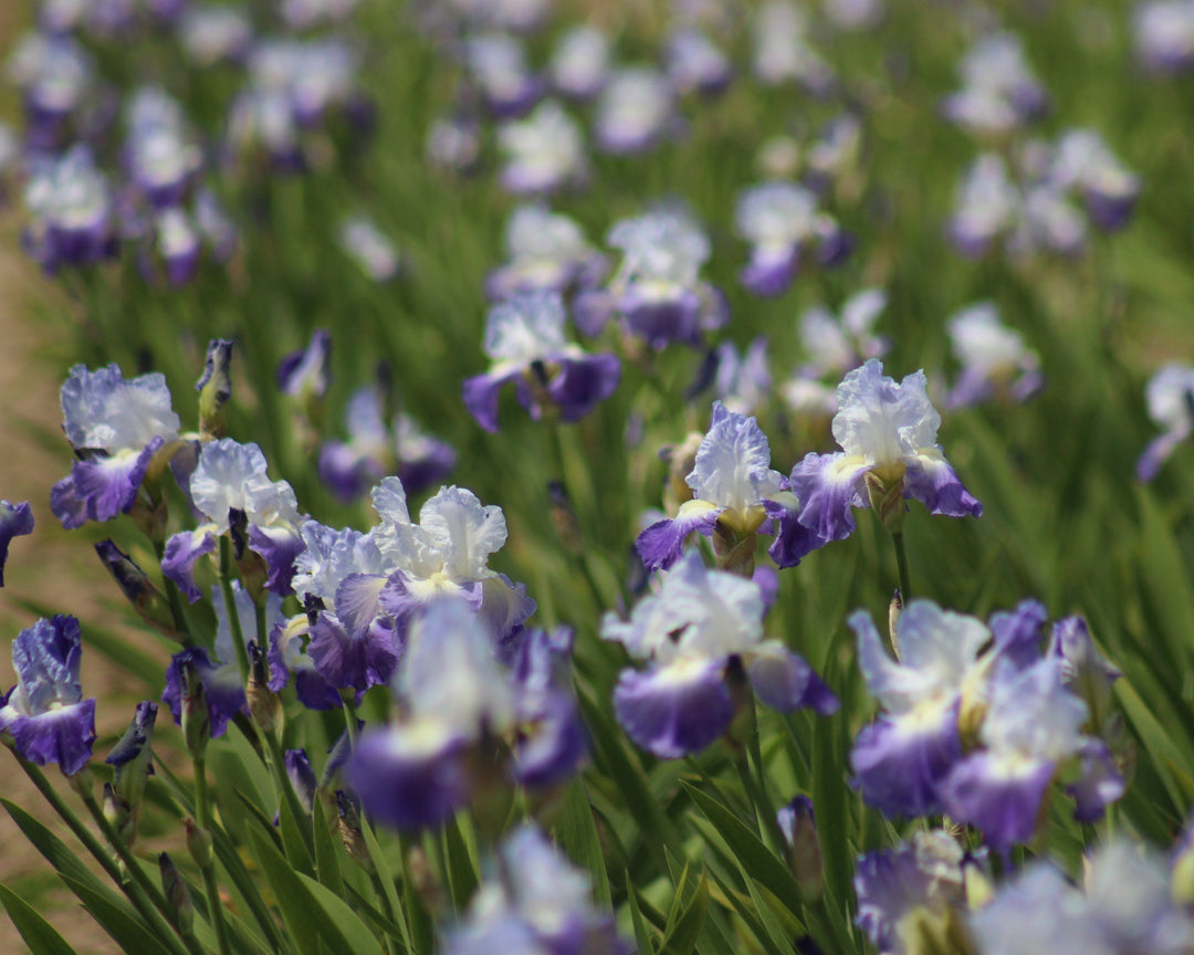Clarence | Tall Bearded Iris – Schreiner's Gardens