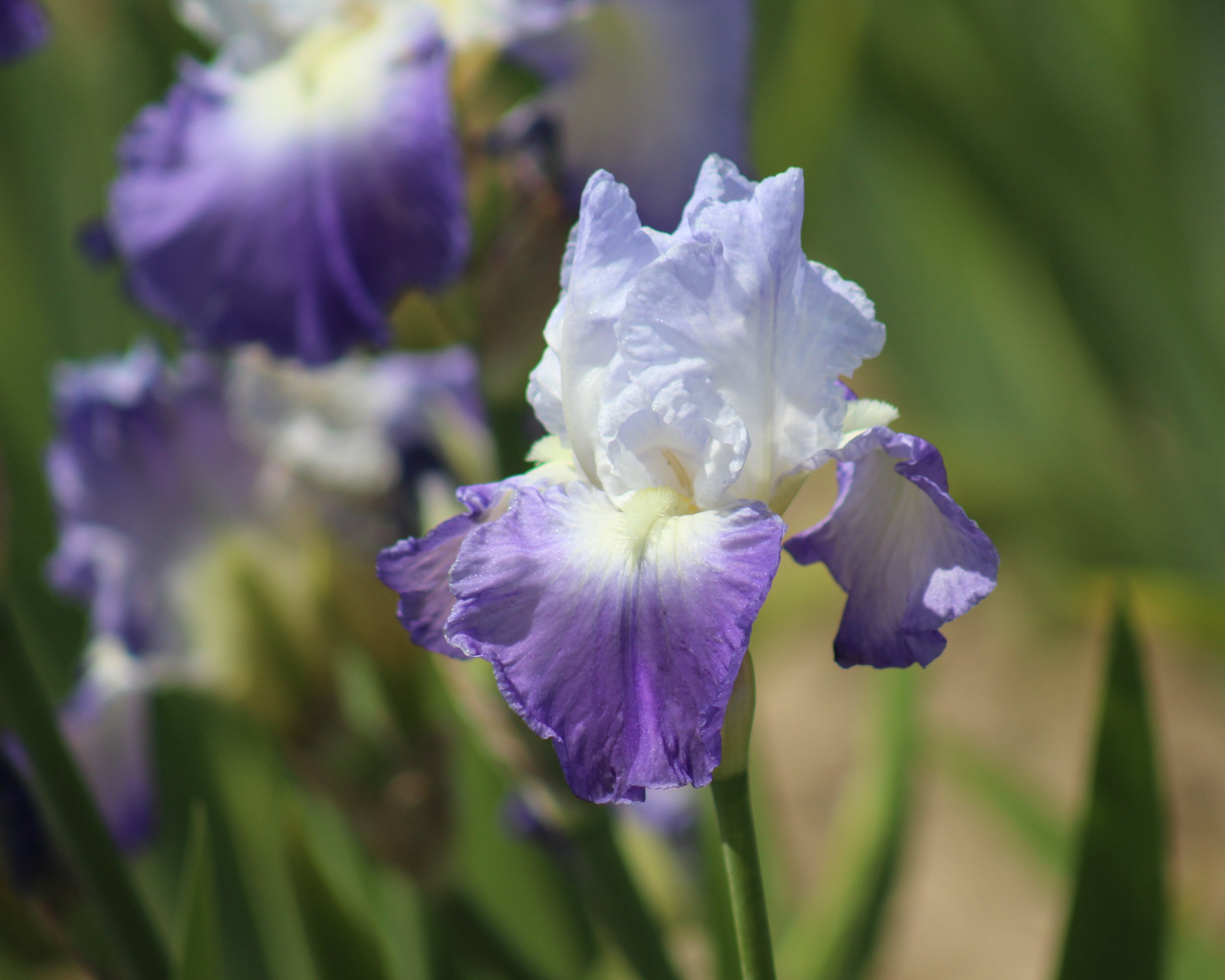 イギリス アンティーク BWM&Co Clarence 大皿 紫 Clarence | Tall Bearded Iris – Schreiner's Gardens