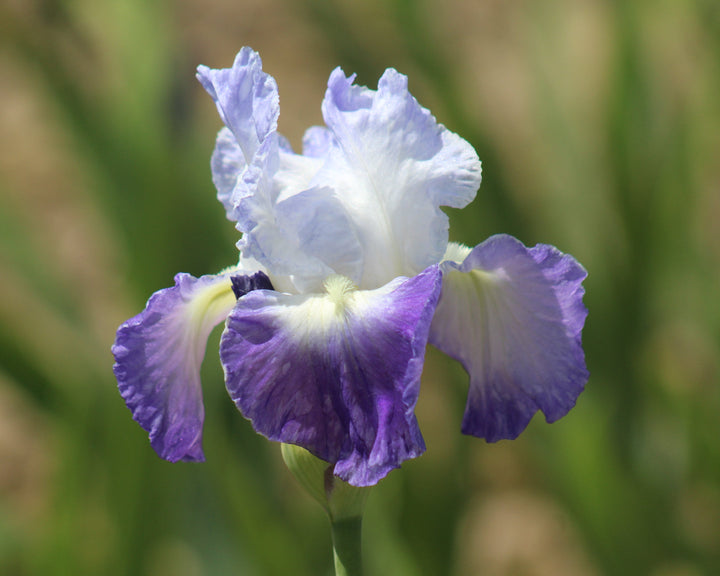Clarence | Tall Bearded Iris – Schreiner's Gardens