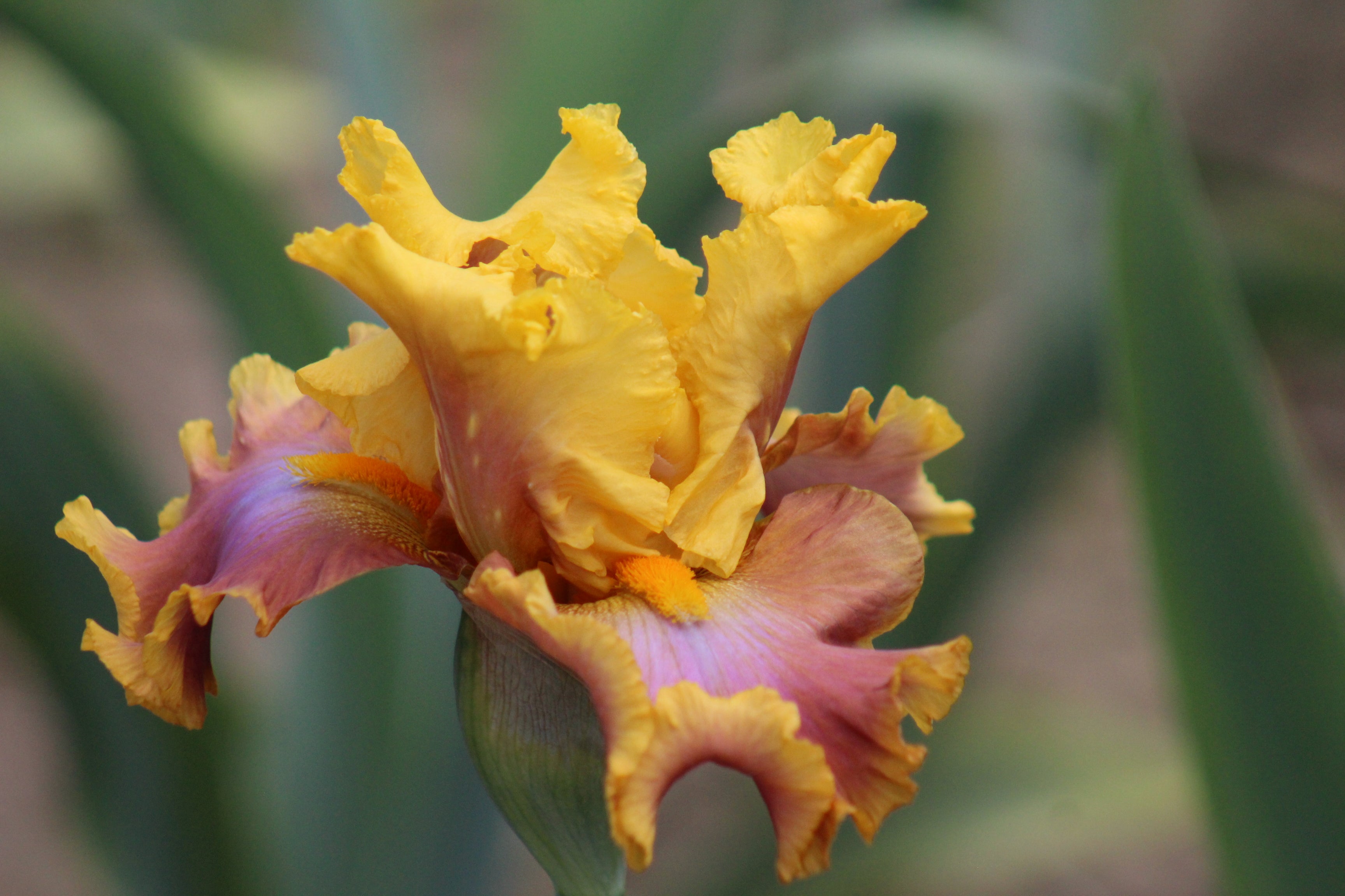 Nice Job | Tall Bearded Iris – Schreiner's Gardens