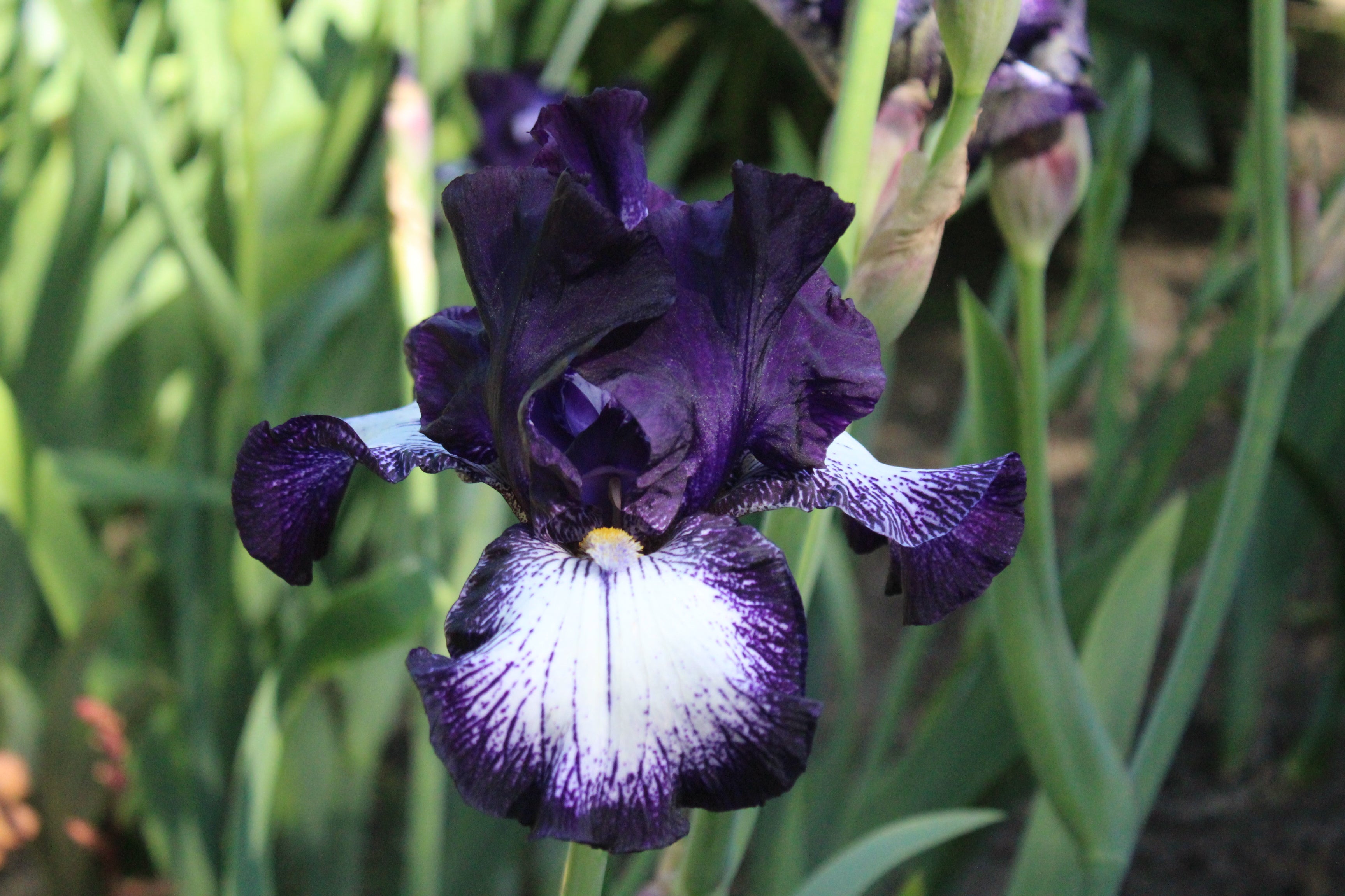 Cascade Locks | Tall Bearded Iris – Schreiner's Gardens
