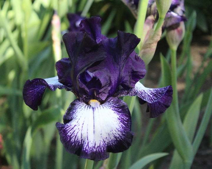 Cascade Locks | Tall Bearded Iris – Schreiner's Gardens