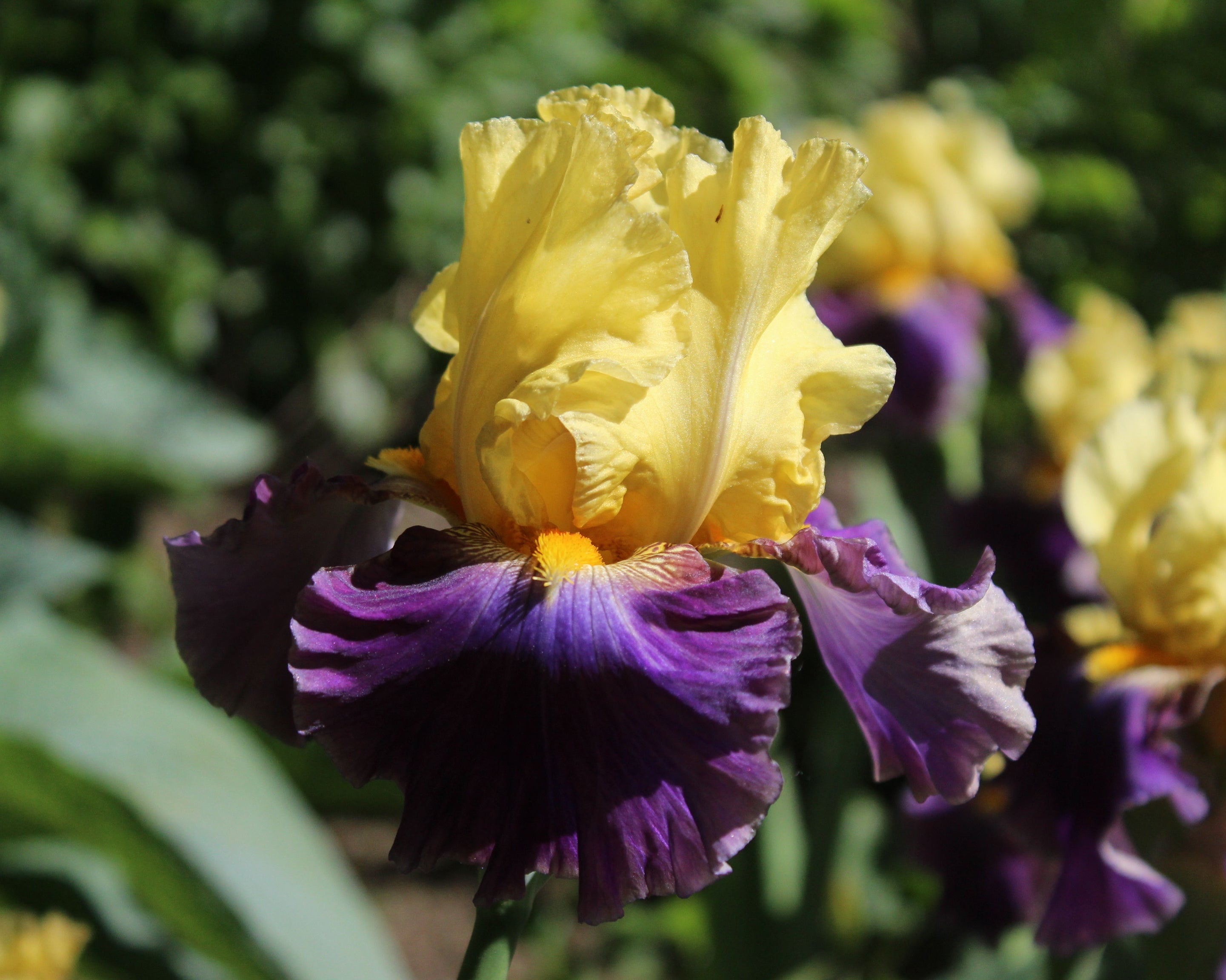 Island Hop | Tall Bearded Iris – Schreiner's Gardens