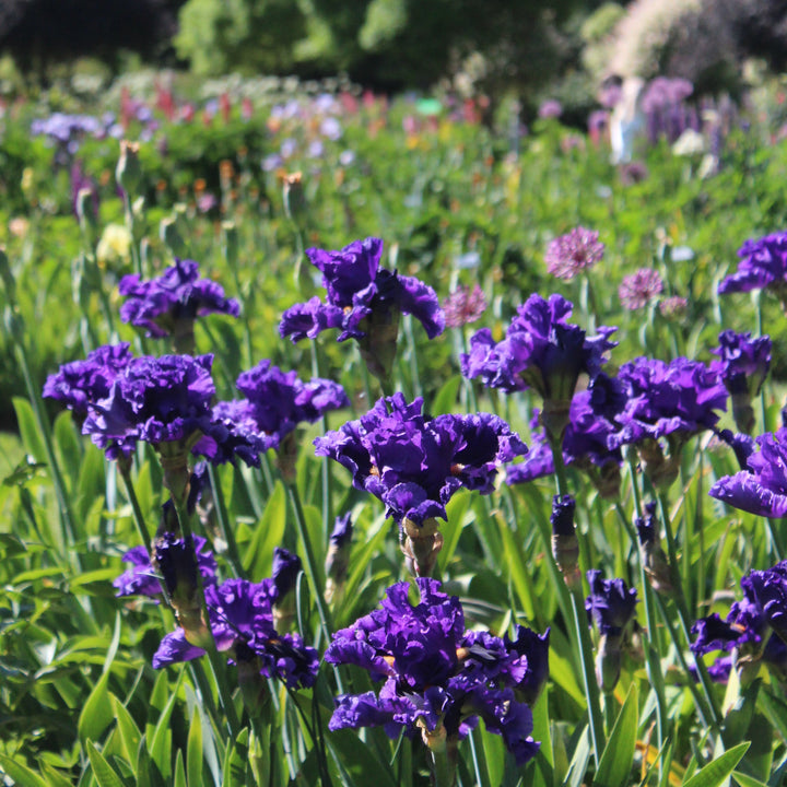 Truth Be Told | Tall Bearded Iris – Schreiner's Gardens