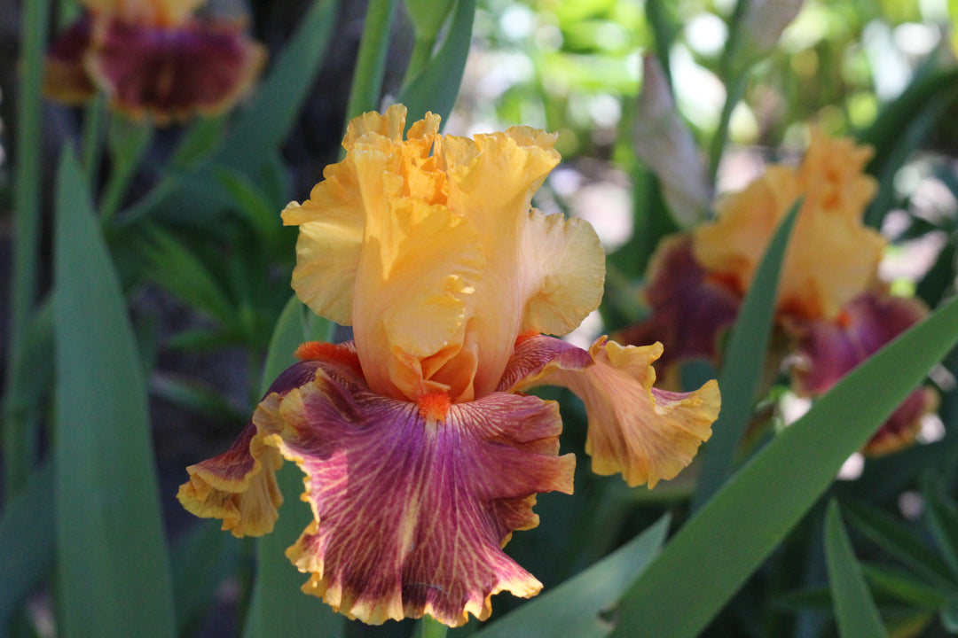 Bottle Rocket | Tall Bearded Iris – Schreiner's Gardens