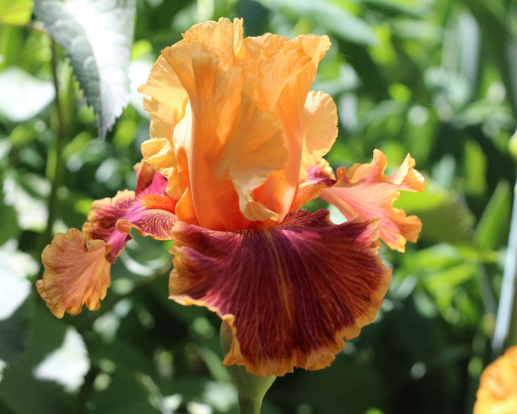 Rady アイリスフラワー Bottle Rocket | Tall Bearded Iris – Schreiner's Gardens