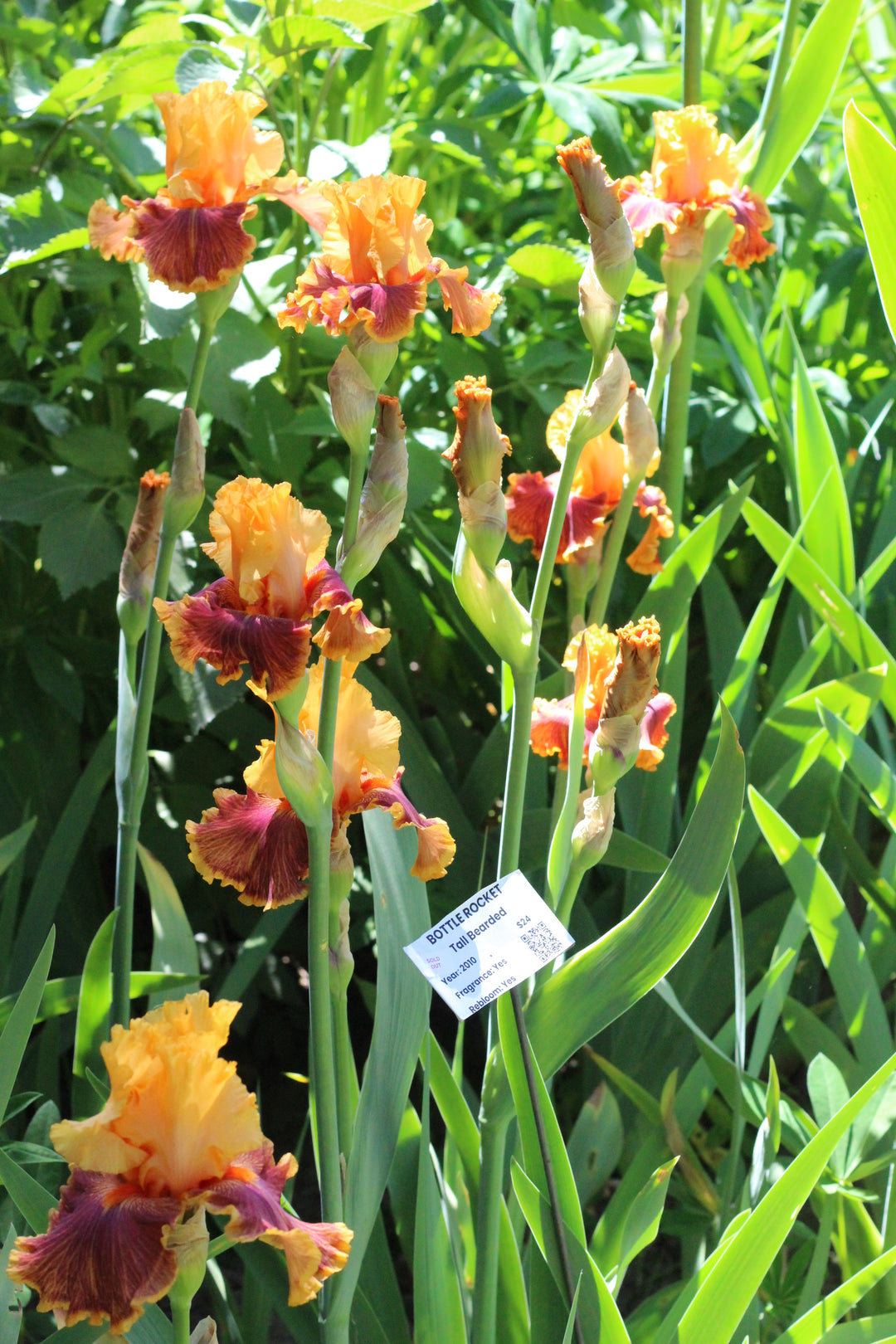Bottle Rocket | Tall Bearded Iris – Schreiner's Gardens
