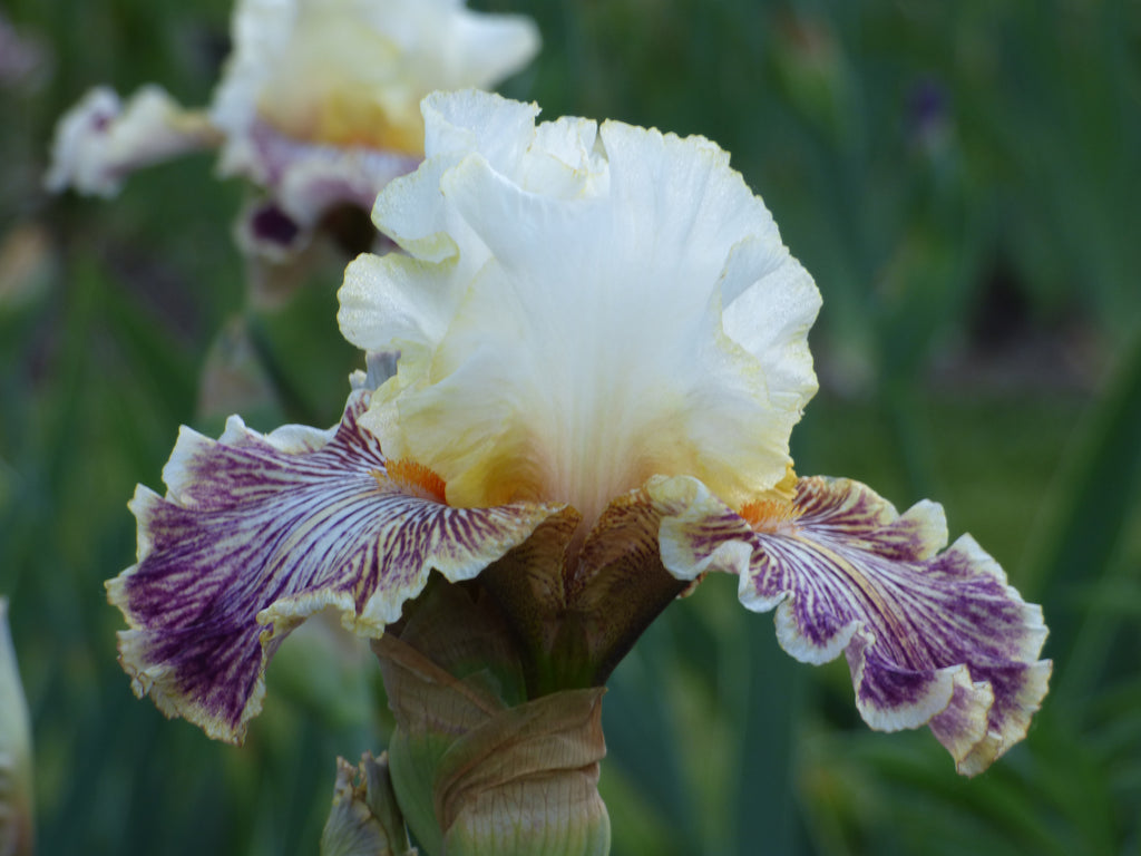 INSANIAC_1024x1024.jpg?v=