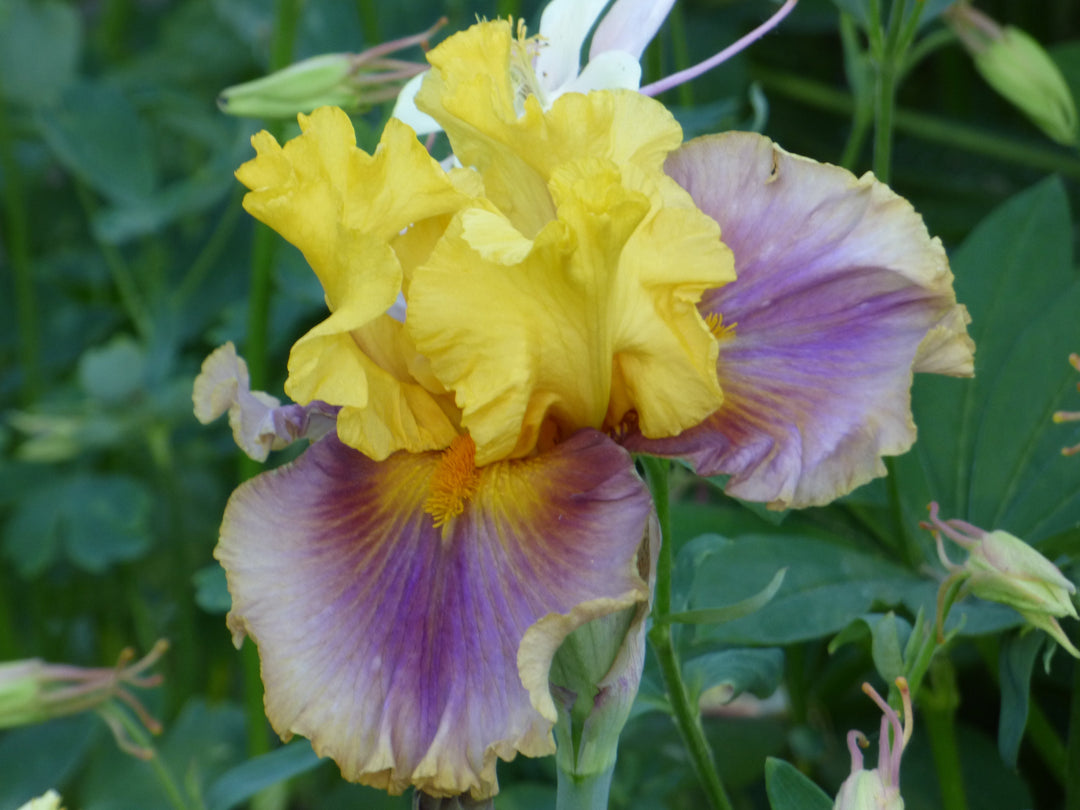 In Living Color | Tall Bearded Iris – Schreiner's Gardens