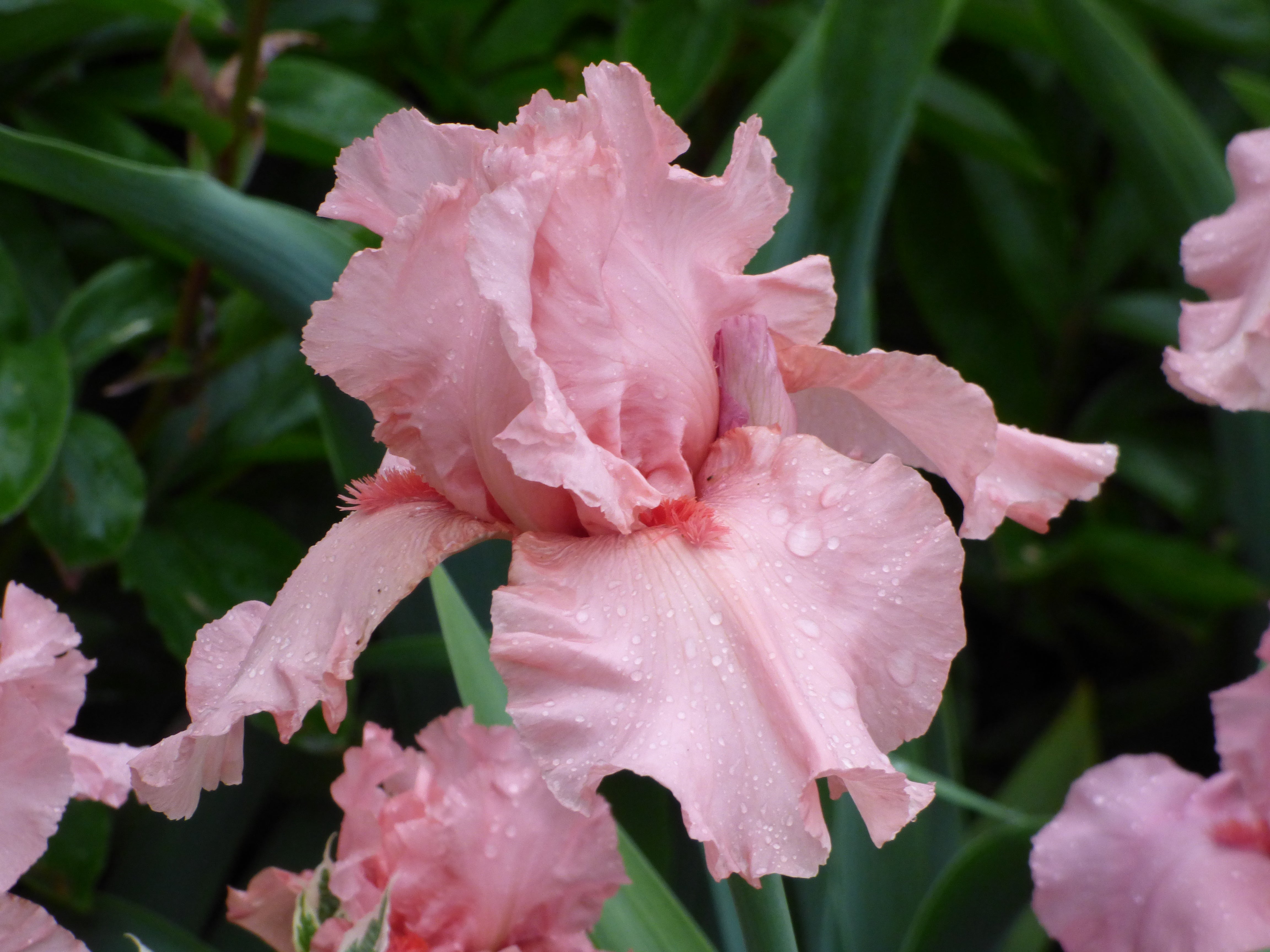 I Pink I Can | Tall Bearded Iris – Schreiner's Gardens