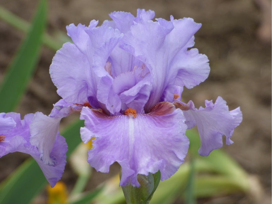 I Saw the Light – Schreiner's Gardens