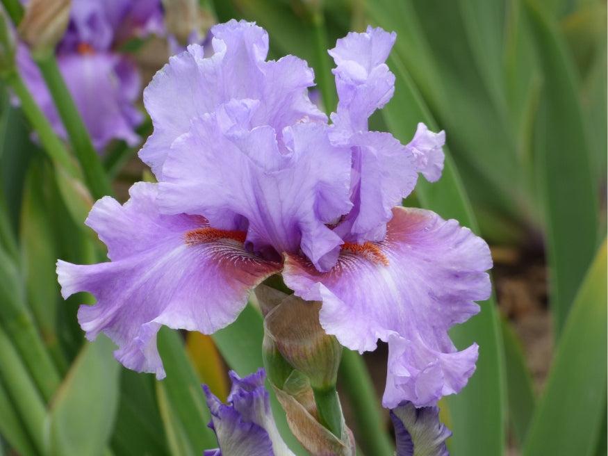 I Saw the Light – Schreiner's Gardens
